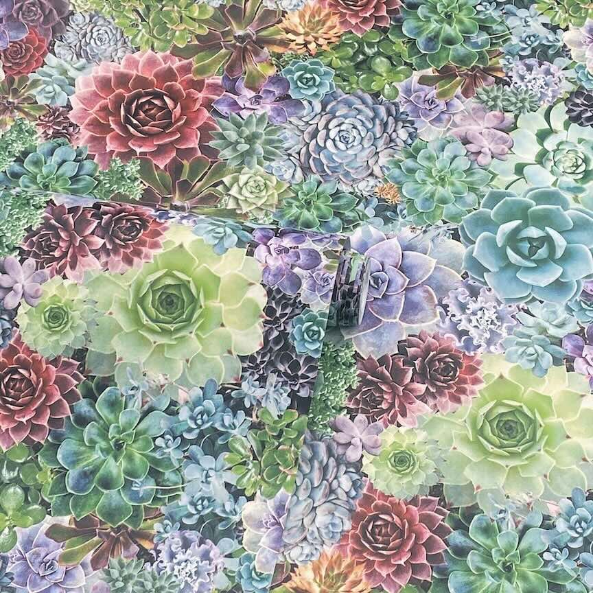 259402 - Arthouse - Arthouse Succulent Living Wall Multi Wallpaper - Decor Warehouse