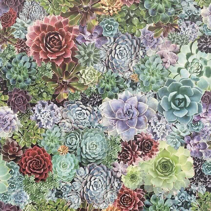 259402 - Arthouse - Arthouse Succulent Living Wall Multi Wallpaper - Decor Warehouse